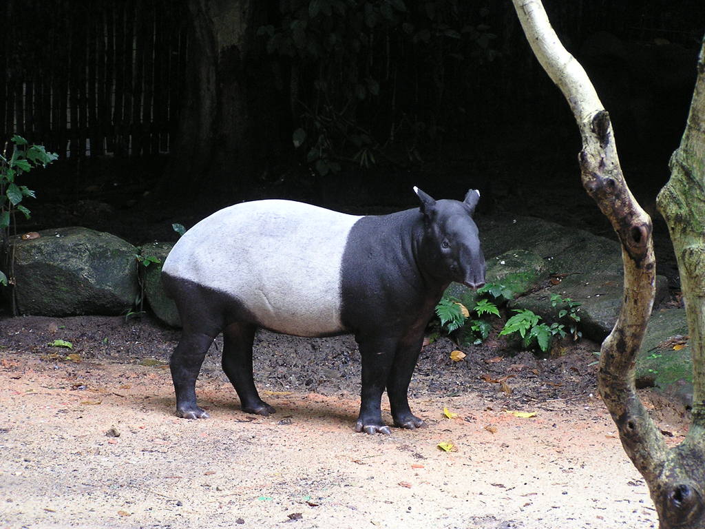 tapirus_indicus_1a1no3.jpg